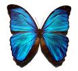 blue morpho