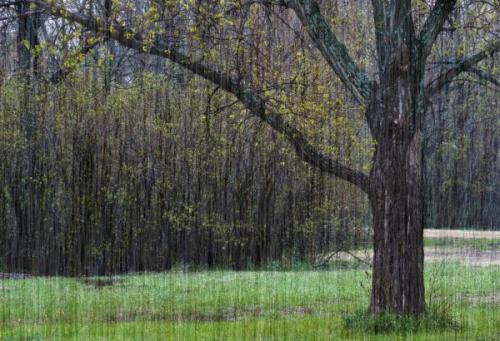 spring-shower-fred-lassmann
