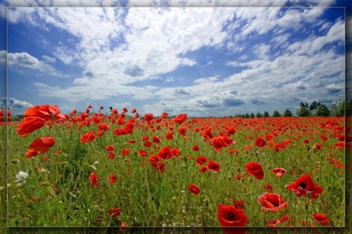 mohnfeld-ludwigsfelde-1