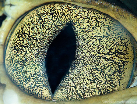 animaleyes06