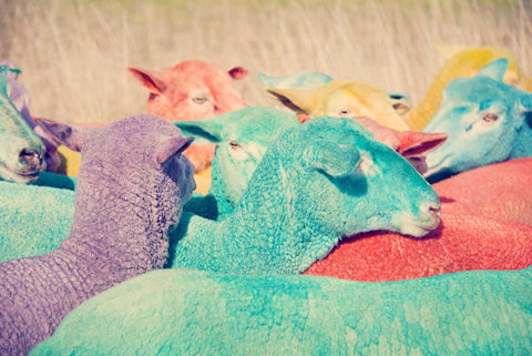 rainbow-sheep-iii_zps39ad5b35