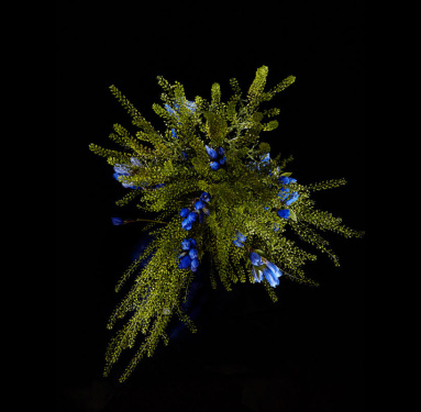 flower-firework-sarah-illenberger-sabrina-rynas-designboom-08