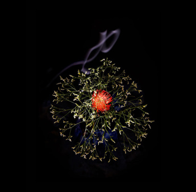 flower-firework-sarah-illenberger-sabrina-rynas-designboom-12