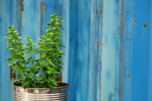 blueherbs2