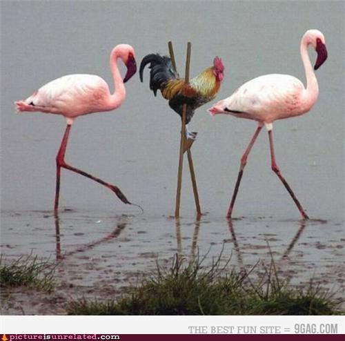 joke-image-Blending-In