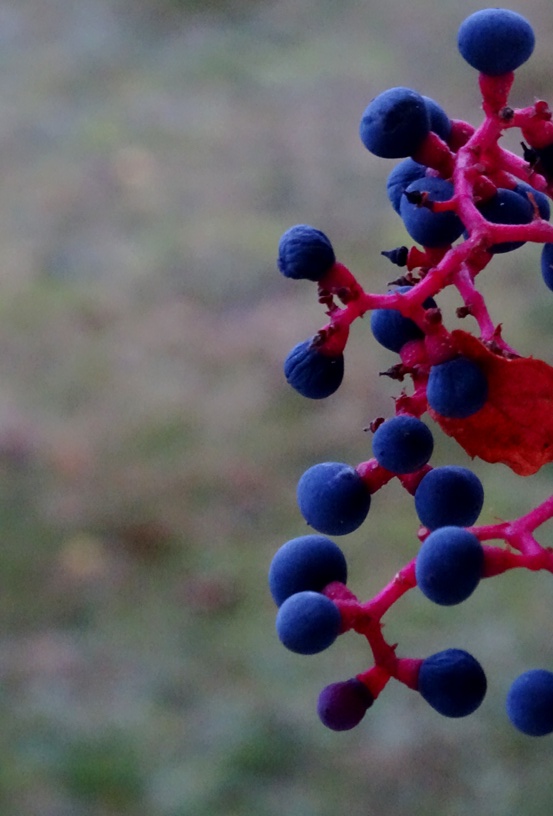berries 2
