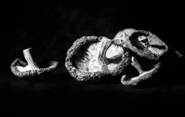 food mushrooms scott shellstrom