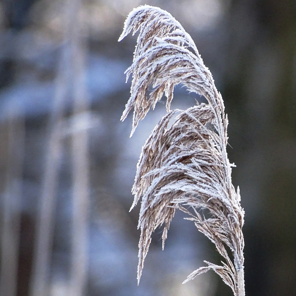 ice grass2