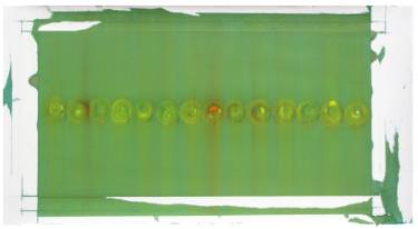 light fourteen yellow spheres giving off grren light diane Szczepaniak