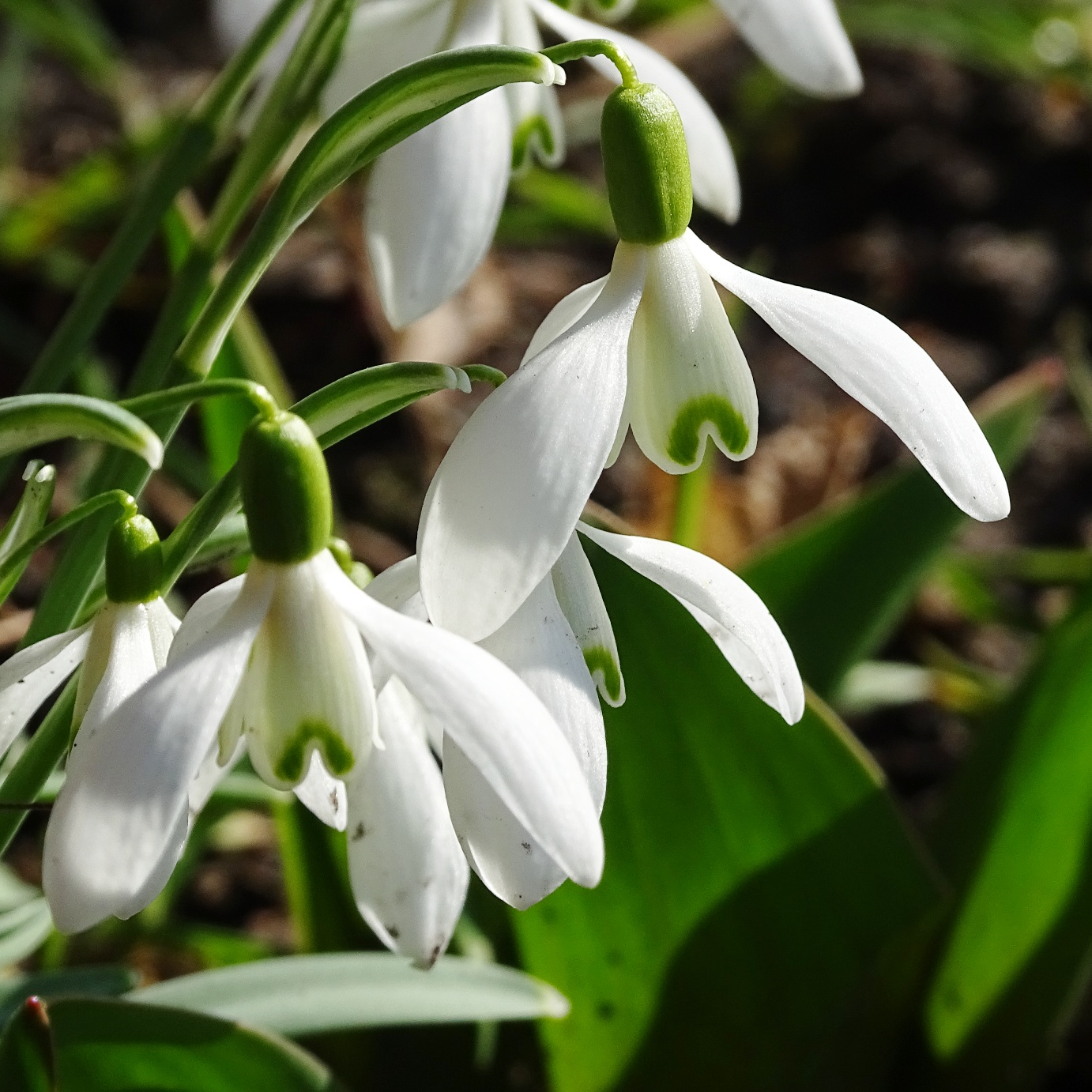 galanthus schneeglöckchen snowdrops