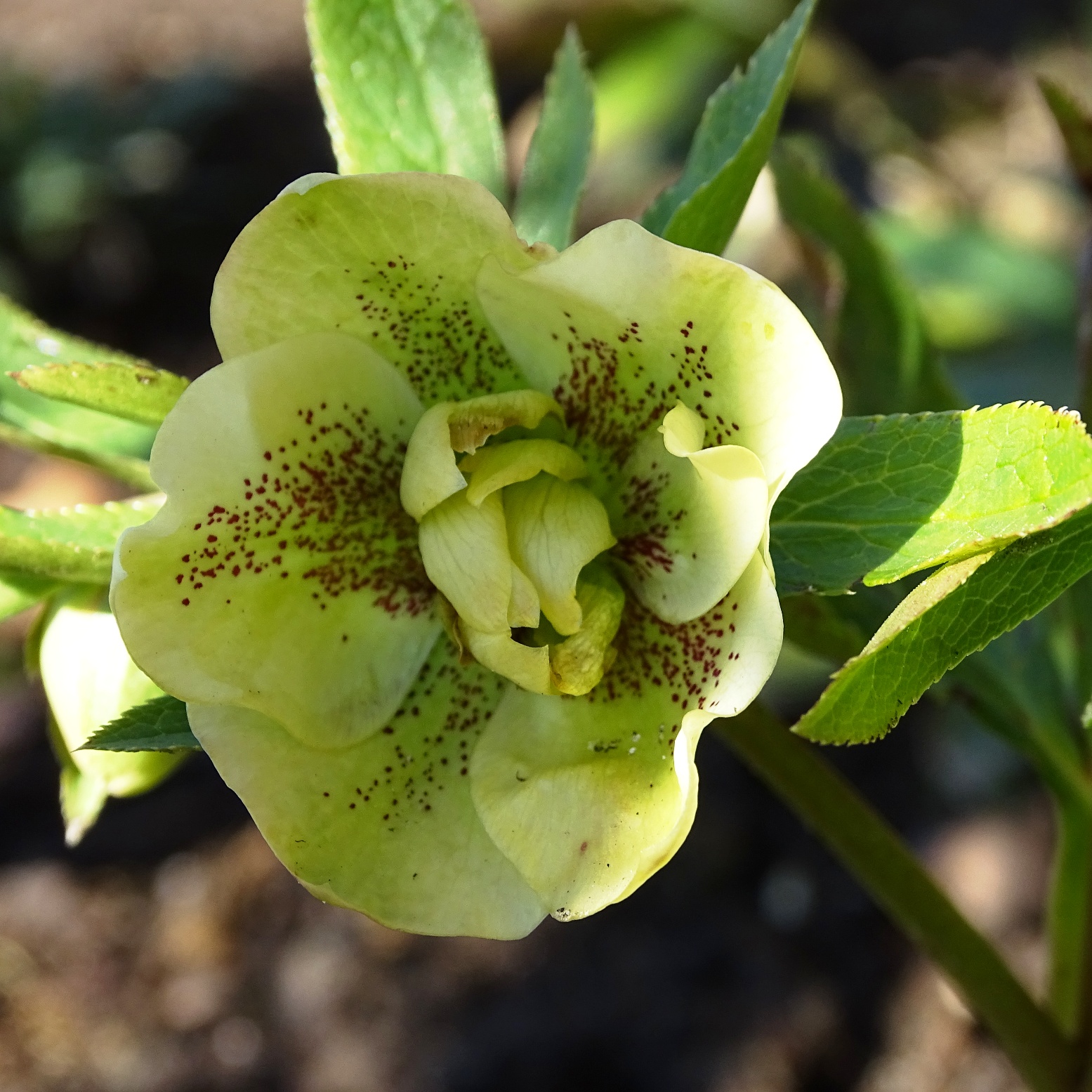 helleborus orientalis Lenzrose