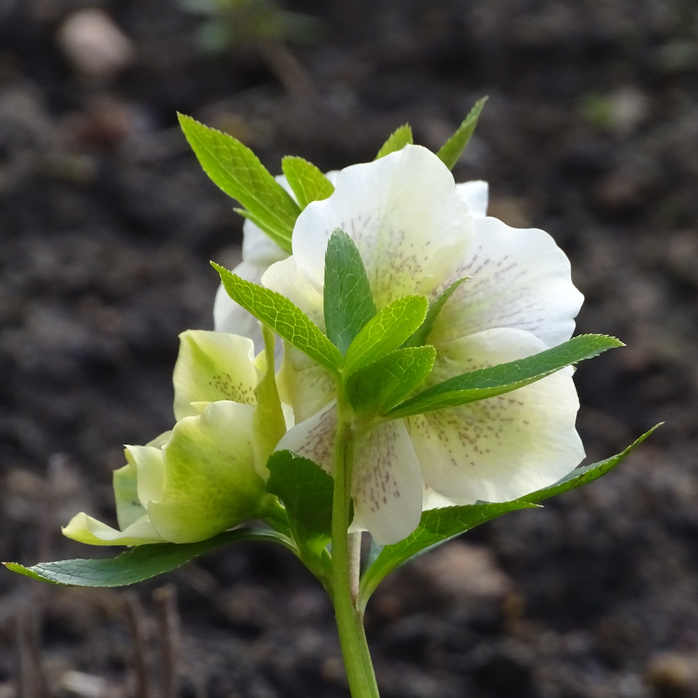 lenzrose