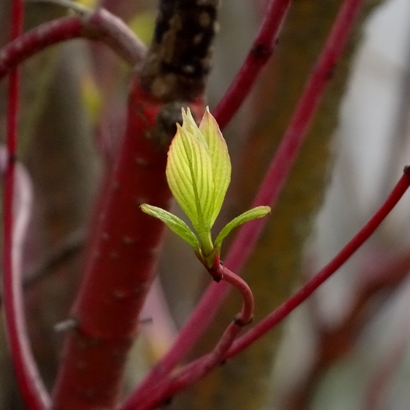 roter hartriegel