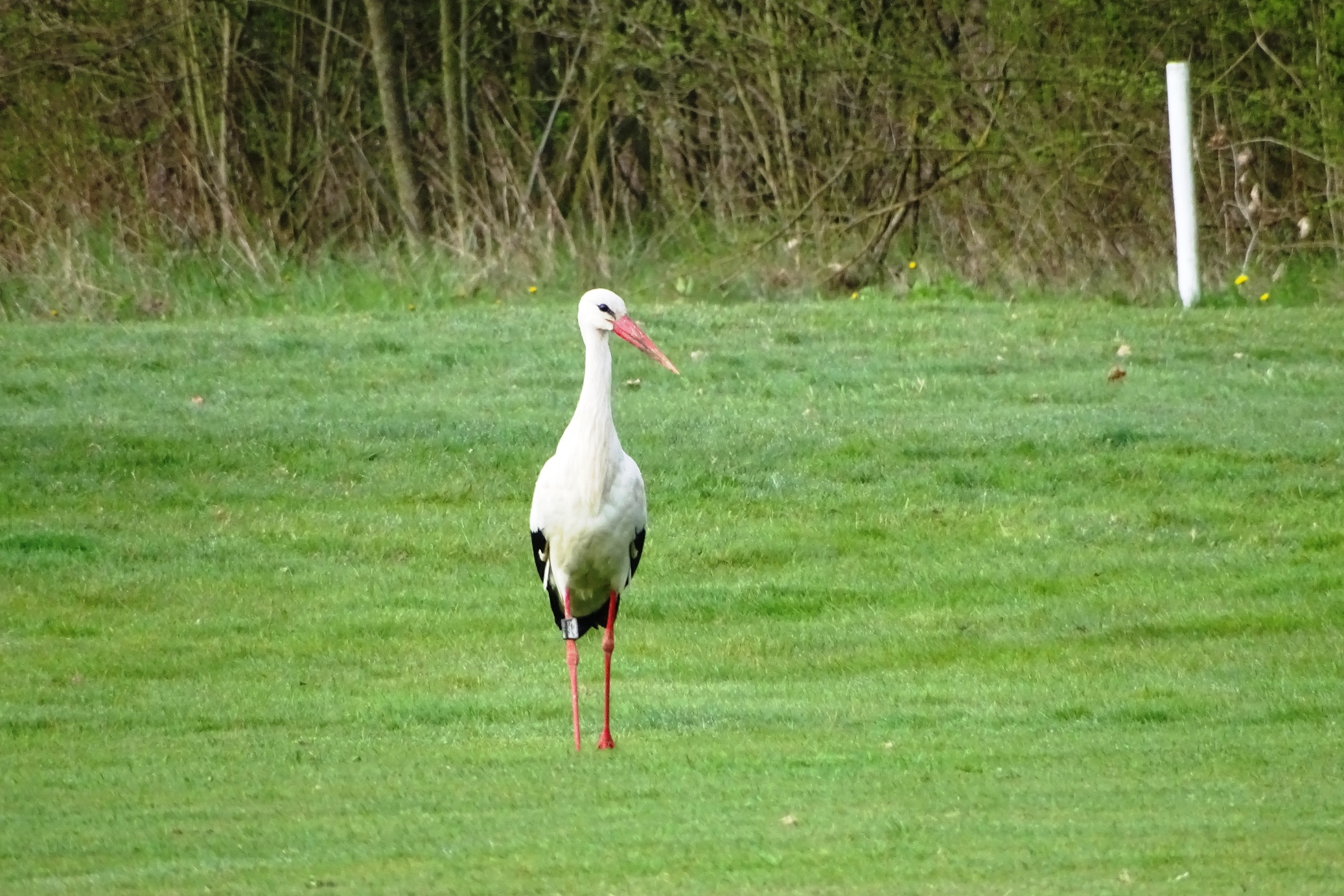 stork