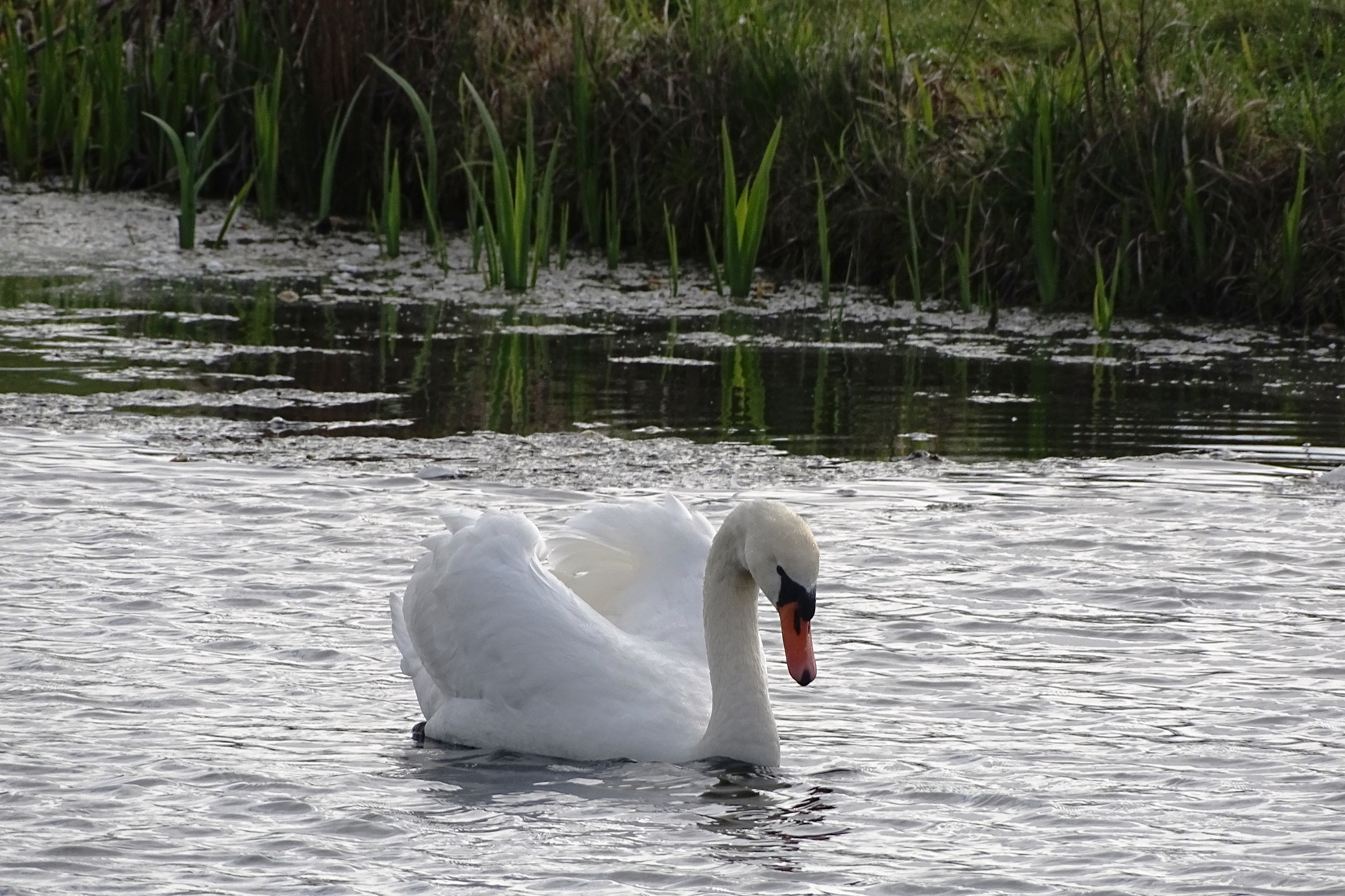 swan