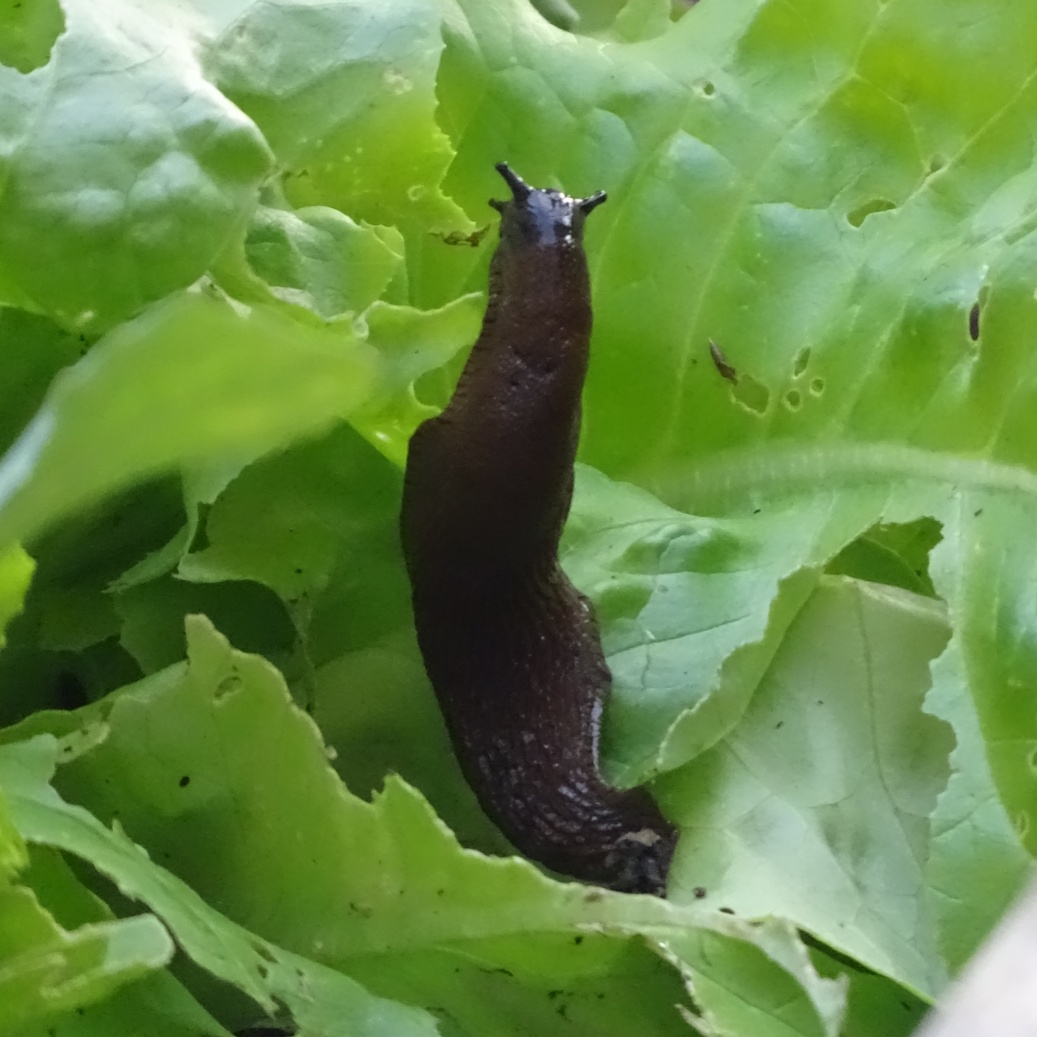 slug2