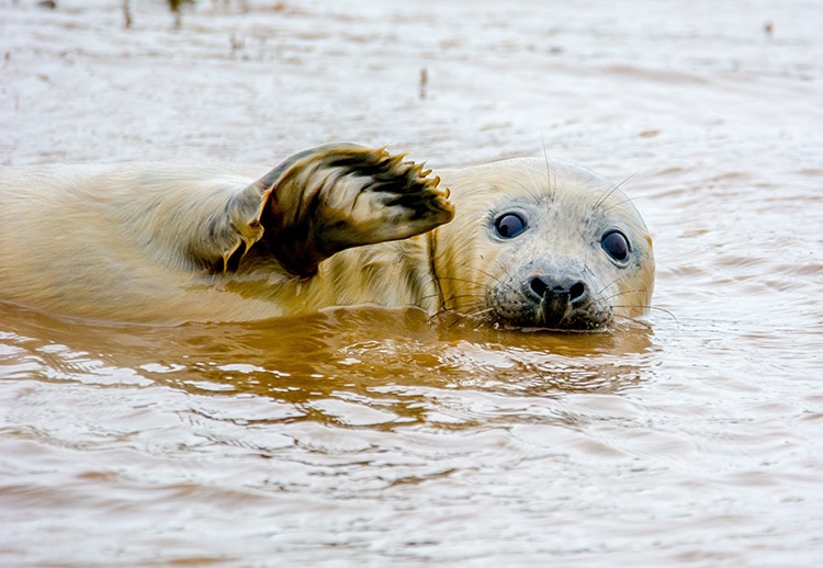 bye-bye-seal