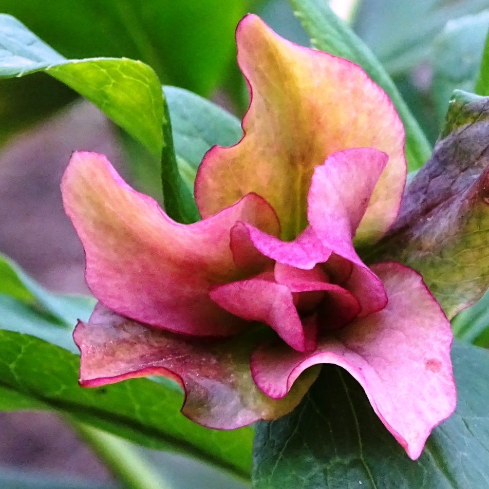 lenten rose detail 8.4.