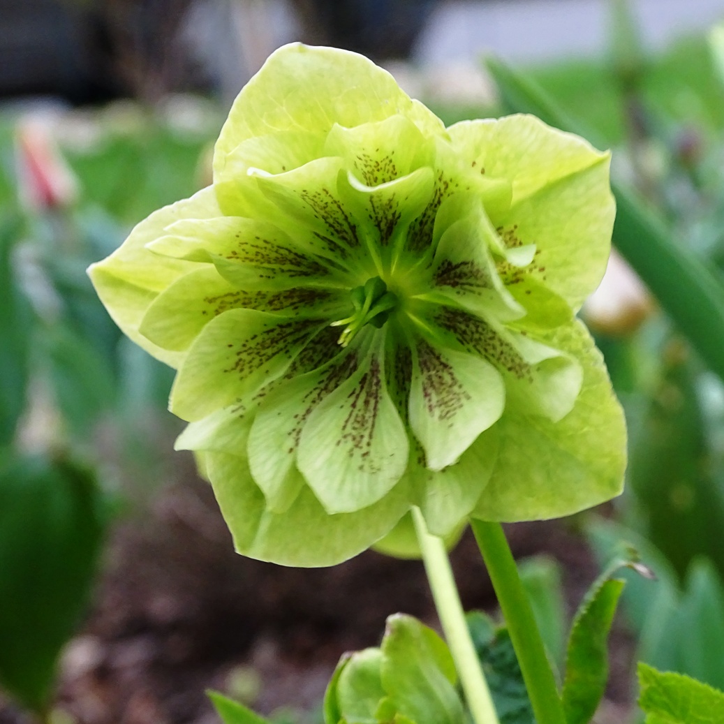 lenten rose white 8.4.