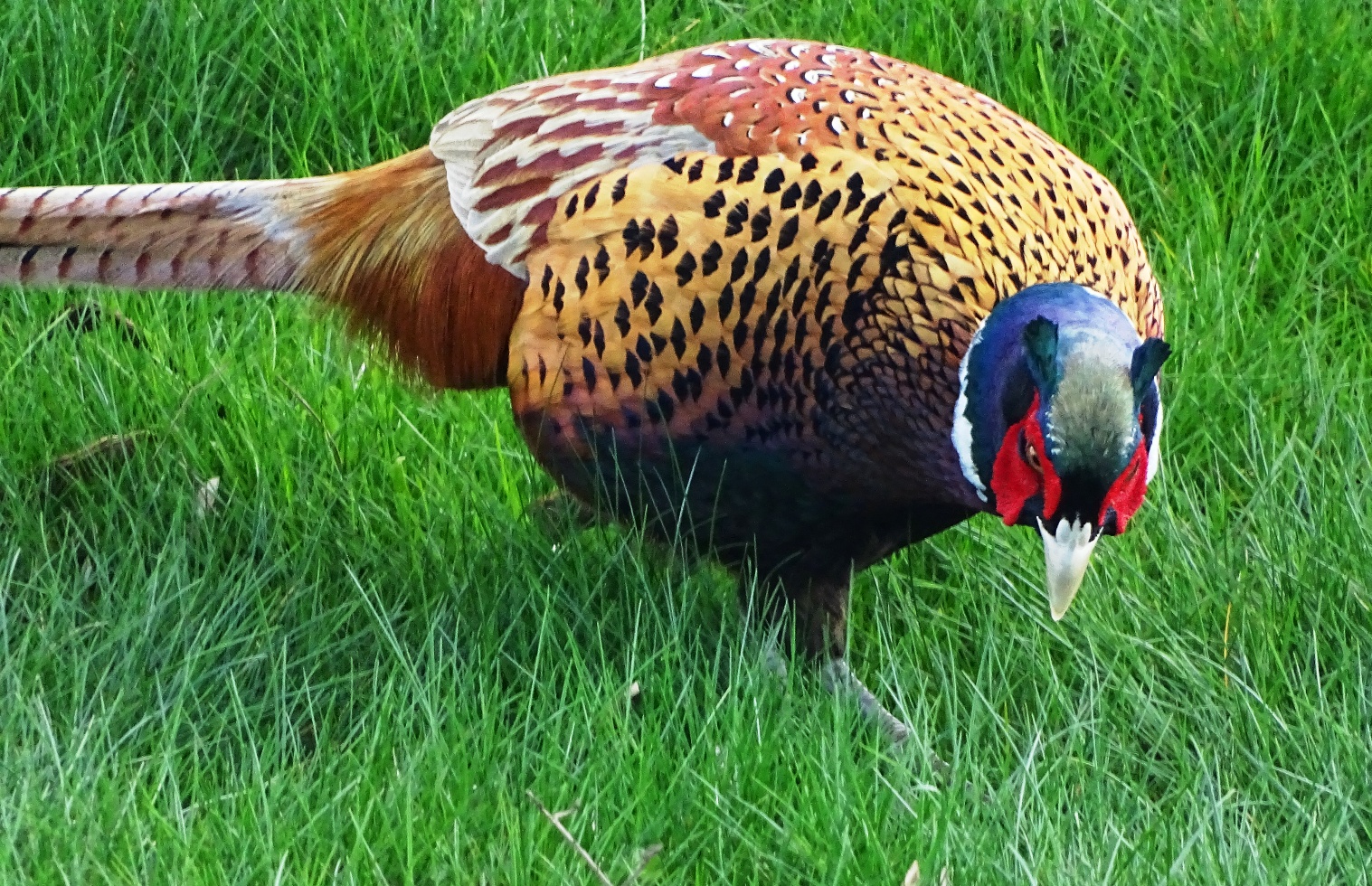 pheasant