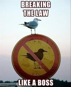bird