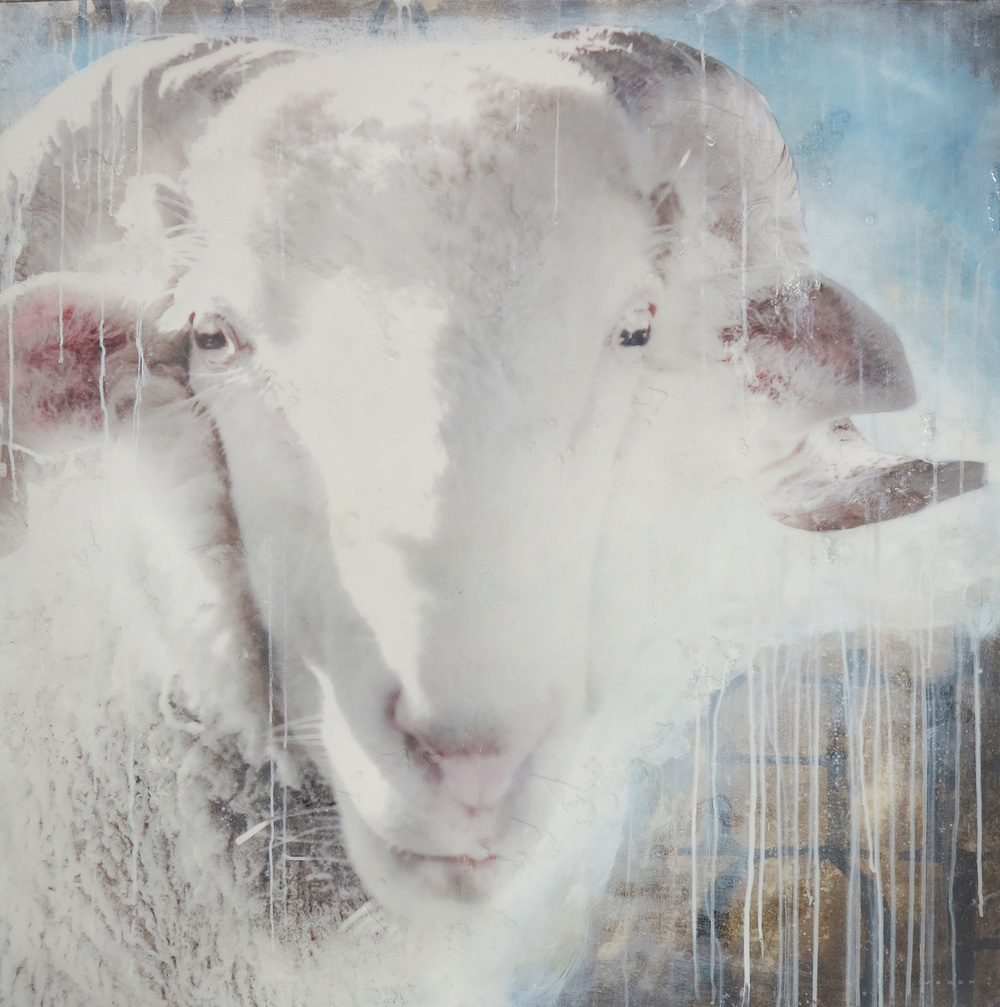 Pronghorn+Leap+30x30+Low+Res the grazer