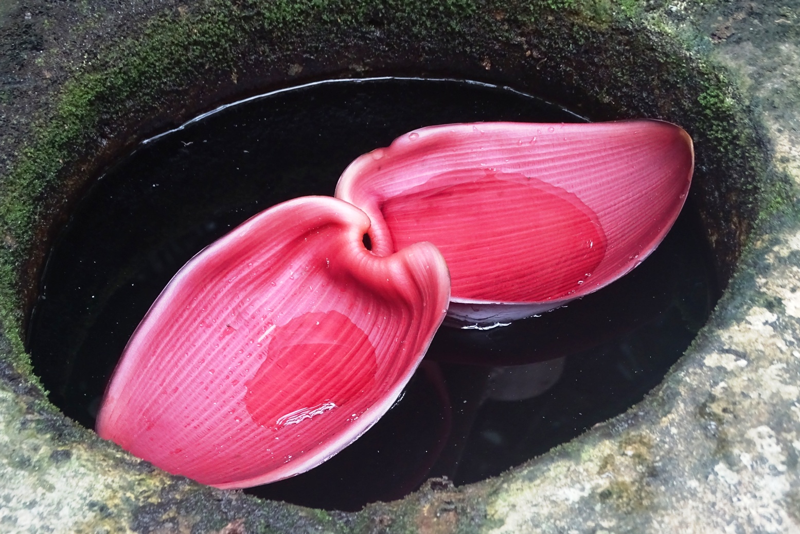 bali1